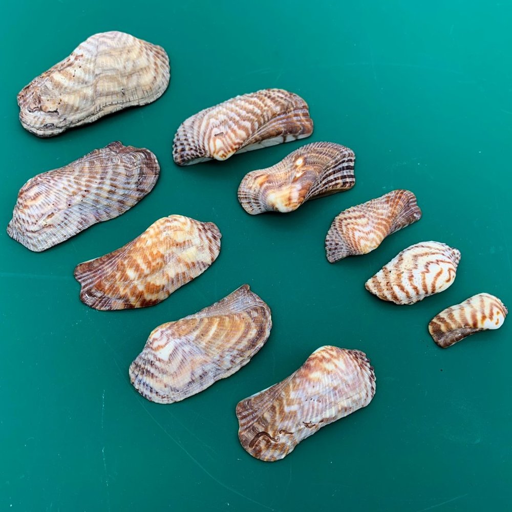 10 VTG Turkey Wing Sea Shells Beach Decor Crafts Weddings